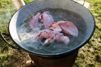 The organs are boiled in a large cast iron cauldron over a wood fire in the yeard. They will be ground and stuffed into the small intestines to make sausage.